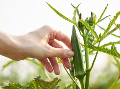 A hand holding on to a crop, including Okra companion plants, having bright green foliage and stems under the bright warm sunlight