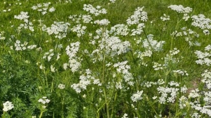 An area covered in Pimpinella anisum plants having lush green foliage with pure white flower clusters