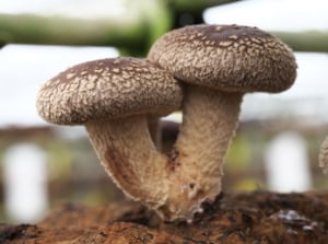 Growing shiitake mushrooms, showing developing fungi on a substrate placed somewhere shady and damp meant to grow these crops