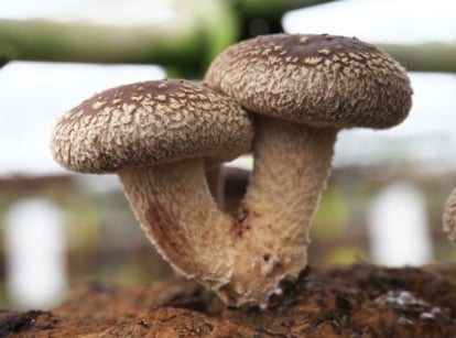 Growing shiitake mushrooms, showing developing fungi on a substrate placed somewhere shady and damp meant to grow these crops