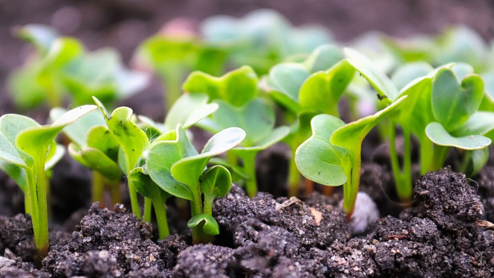 A bed of Raphanus sativus var. longipinnatus sprouts, appearing to have bright green rounded leaves growing in dark brown soil