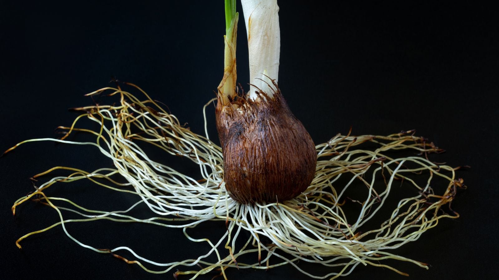 A close-up and isolated shot of a corm of a spice plant showcasing drying and rotting roots and corms
