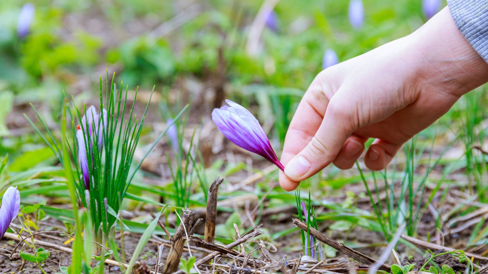A close-up shot of a person picking a cut purple flower of a spice plant, all situated in a well lit area outdoors