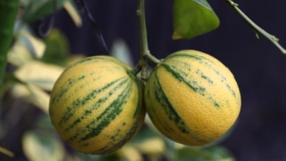 A closeup shot of Variegated Pink Eureka fruits appearing unripe, appearing to have a bright yellow color with green lines