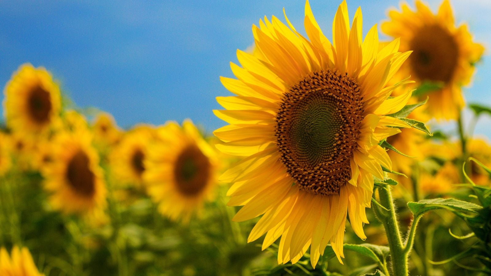A close-up shot of a composition of large yellow sunflowers basking in bright sunlight in a large field area outdoors