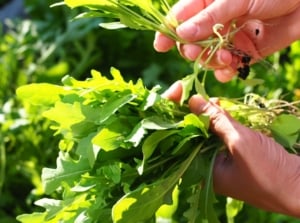 Arugula companion plants, appearing to have a person holding a bundle of green leaves that look freshly harvested under the warm sunlight
