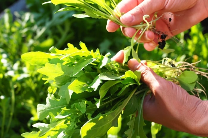 Arugula companion plants, appearing to have a person holding a bundle of green leaves that look freshly harvested under the warm sunlight