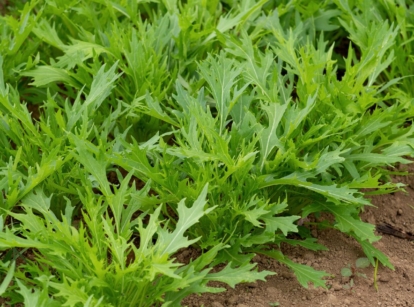 Growing Mizuna appearing to have feathery green leaves planted directly in dark brown soil in an area with abundant sunlight