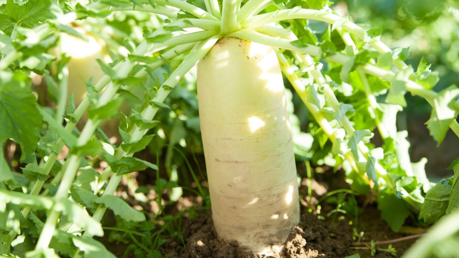 Growing daikon radish, appearing to have pure white skin and leafy green tops placed somewhere with abundant sunlight