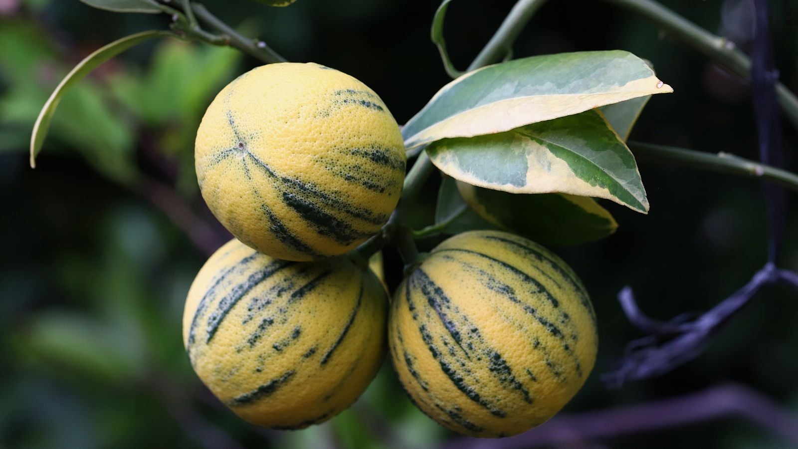 A closeup shot of a Variegated Pink Eureka appearing to have variegated leaves and round fruits with vivid green markings