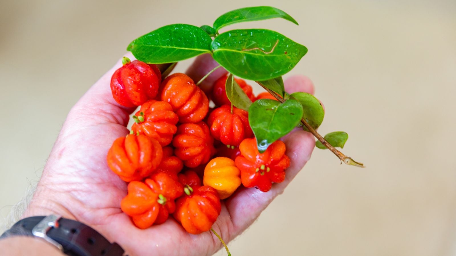 A handful of Eugenia selloi fruits, appearing to still have a twig attached to it being held under soft light