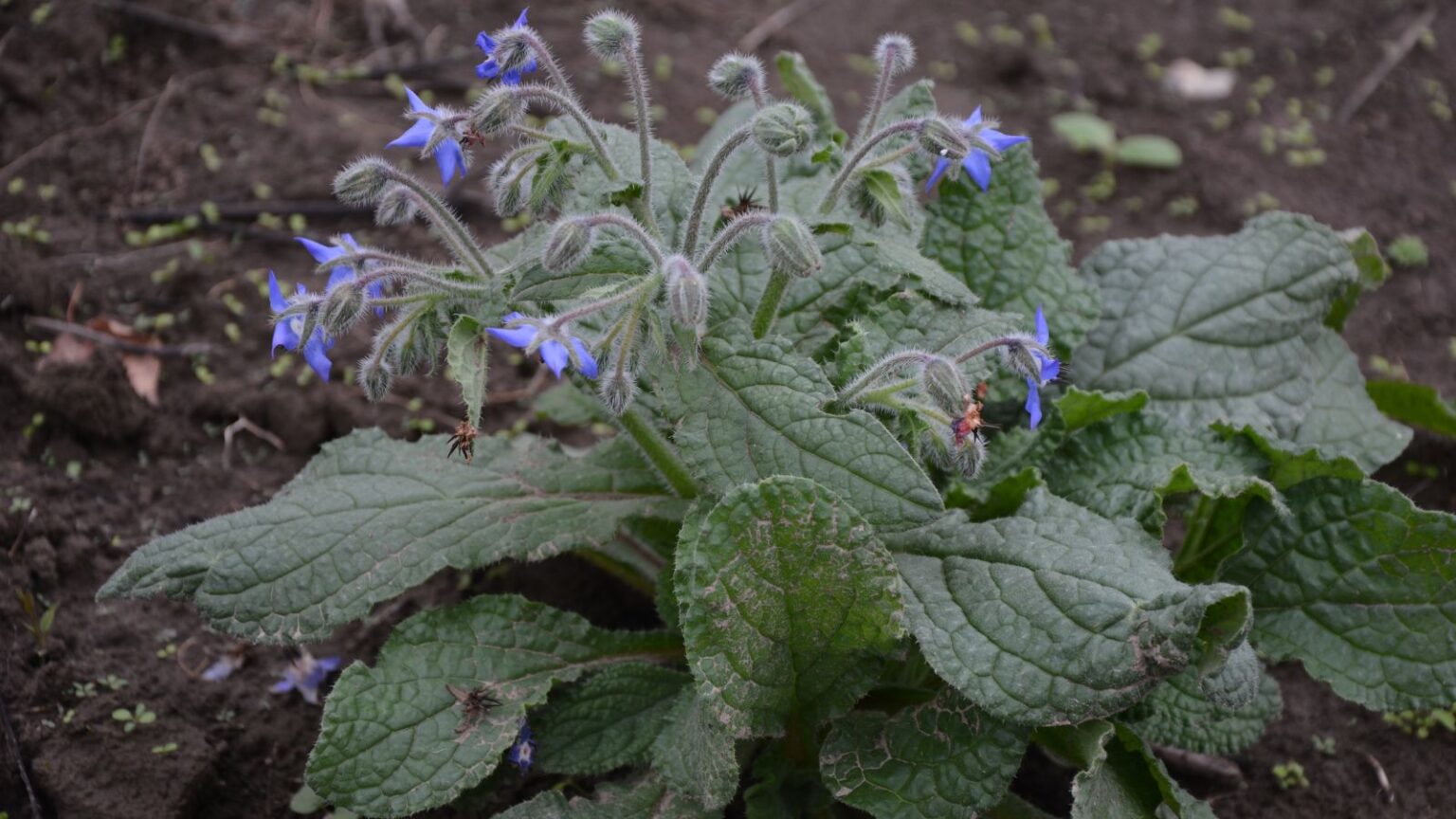 Borage Root How to Plant, Grow, and Care for Borage