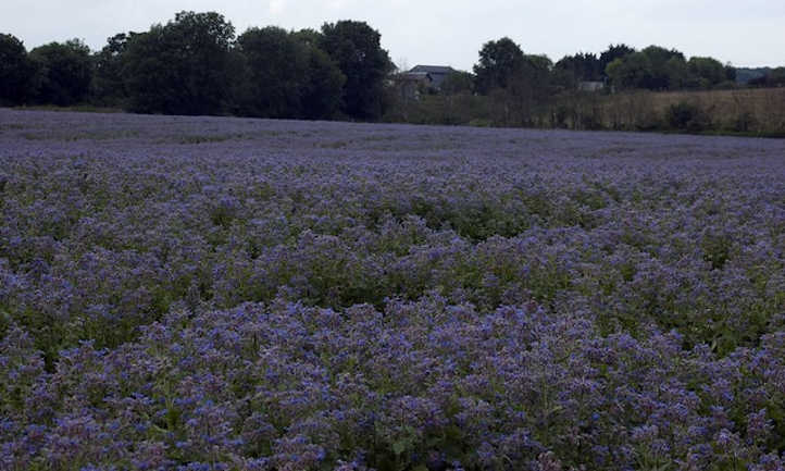 Field of borage