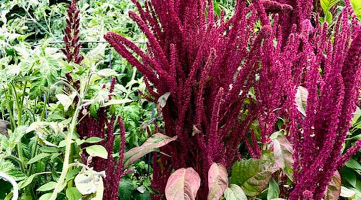 AMaranth heirloom golden giant seeds 25