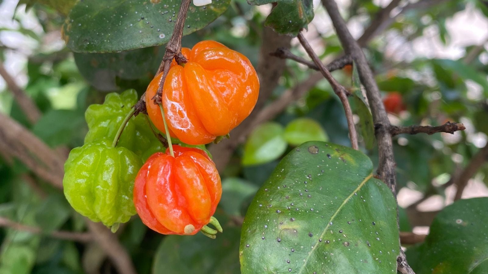 Two round and red Eugenia selloi fruits, appearing to be surrounded by woody stems and green foliage