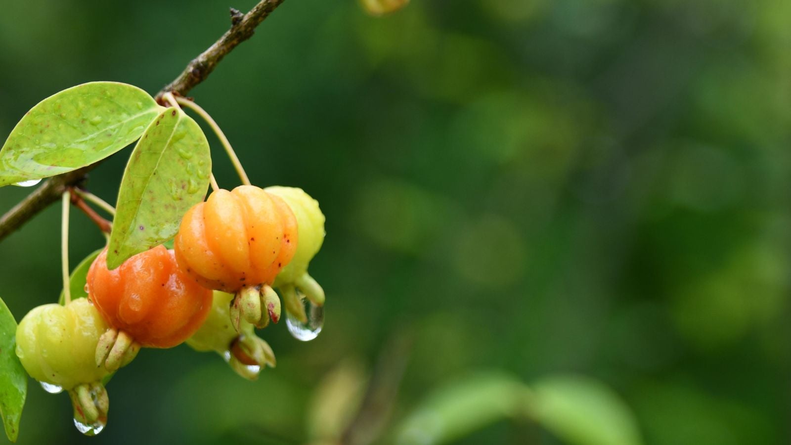 Unripe Star Cherries still on the branch, appearing to have pale hues of orange and green