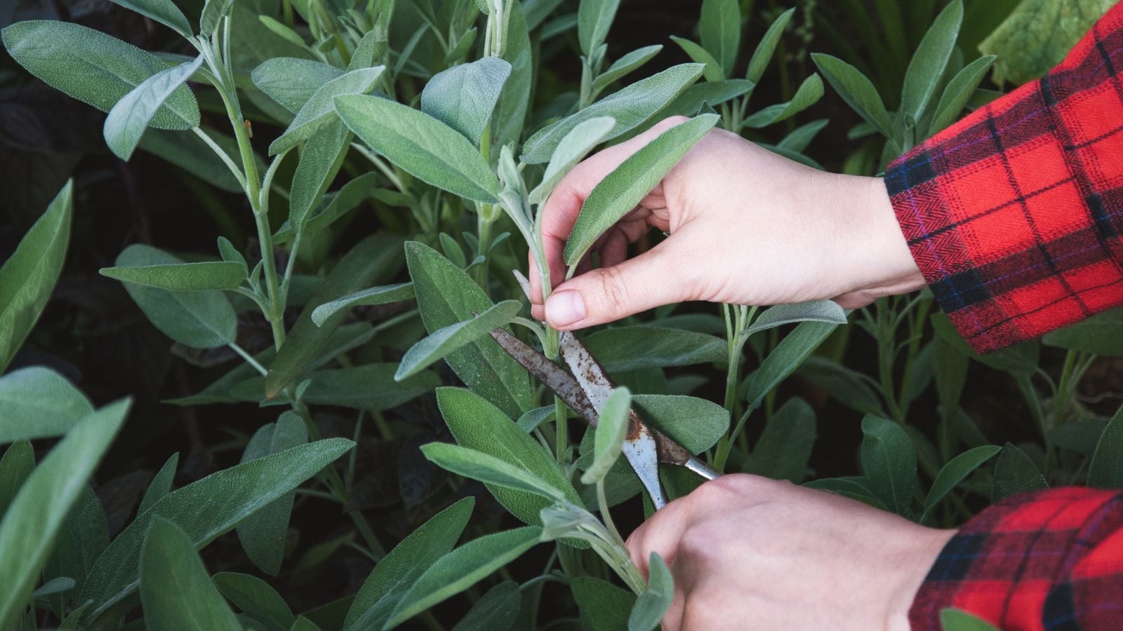 A close-up and overhead shot of a person in the process of cutting and picking aromatic herbs, all situated in a well lit area outdoors