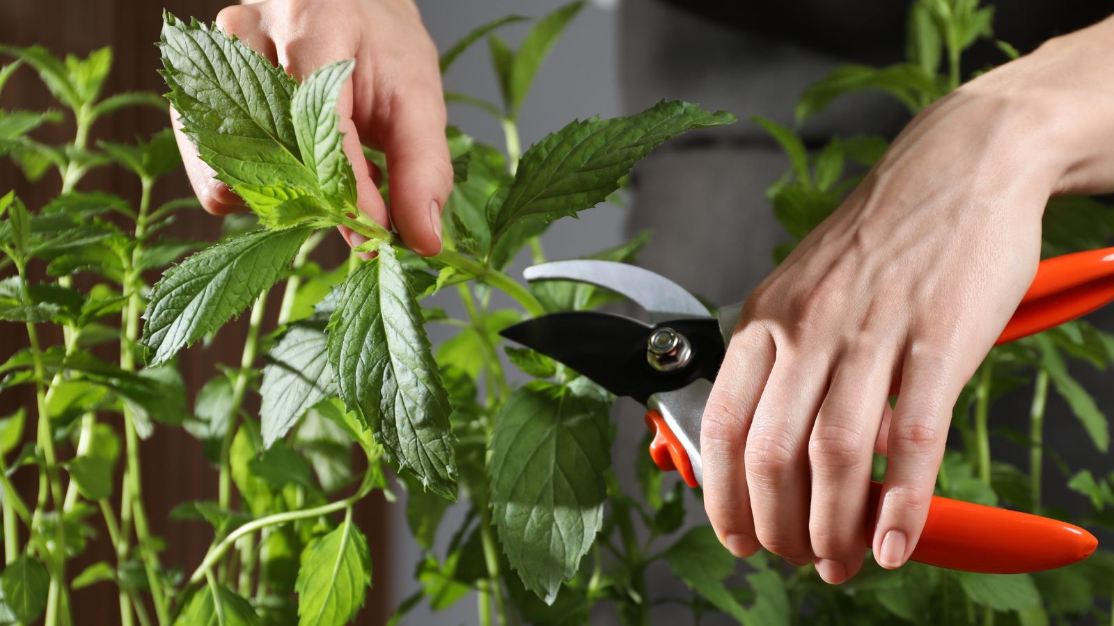 A close-up shot of a person's hands using pruning shears to trim aromatic herbs placed in a well lit area inside