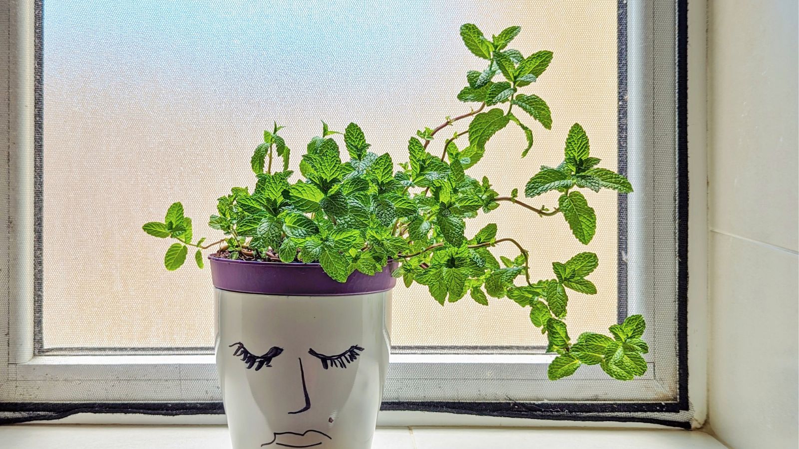 A close-up shot of a potted herb placed near a window, all situated in a well lit area inside