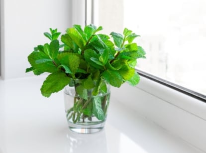 A close-up shot of a small composition of developing green leaves of an aromatic herb, showcasing growing mint indoors
