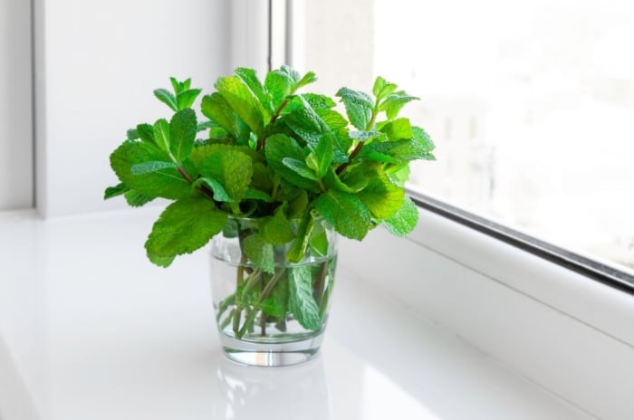 A close-up shot of a small composition of developing green leaves of an aromatic herb, showcasing growing mint indoors