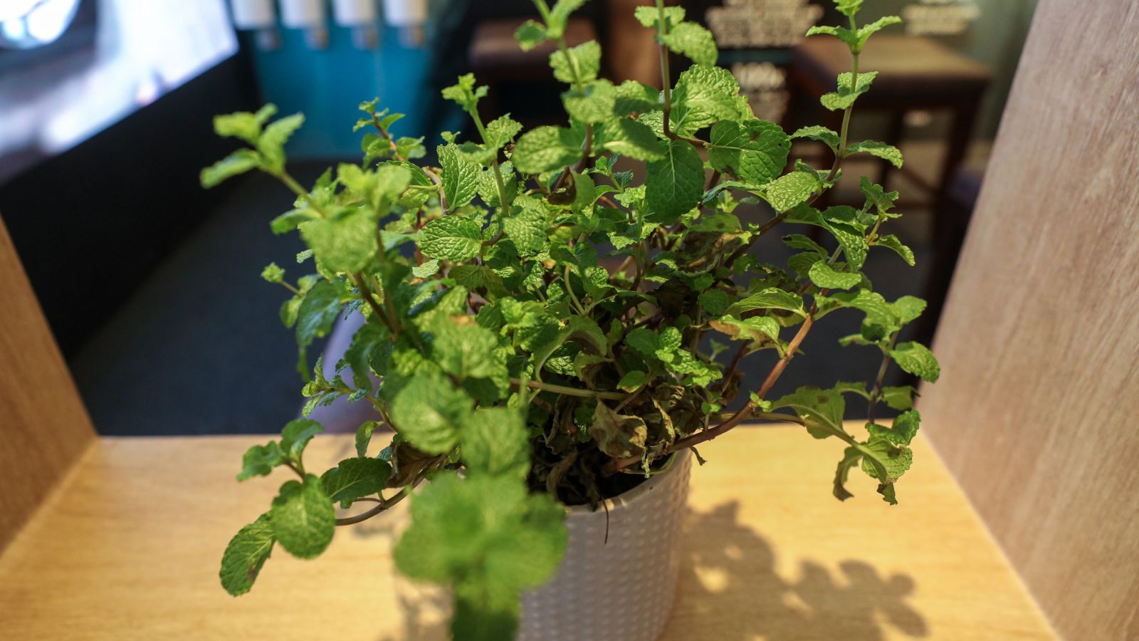 A close-up shot of a small composition of green leaves of an aromatic herb, placed in a pot, in a well lit area inside