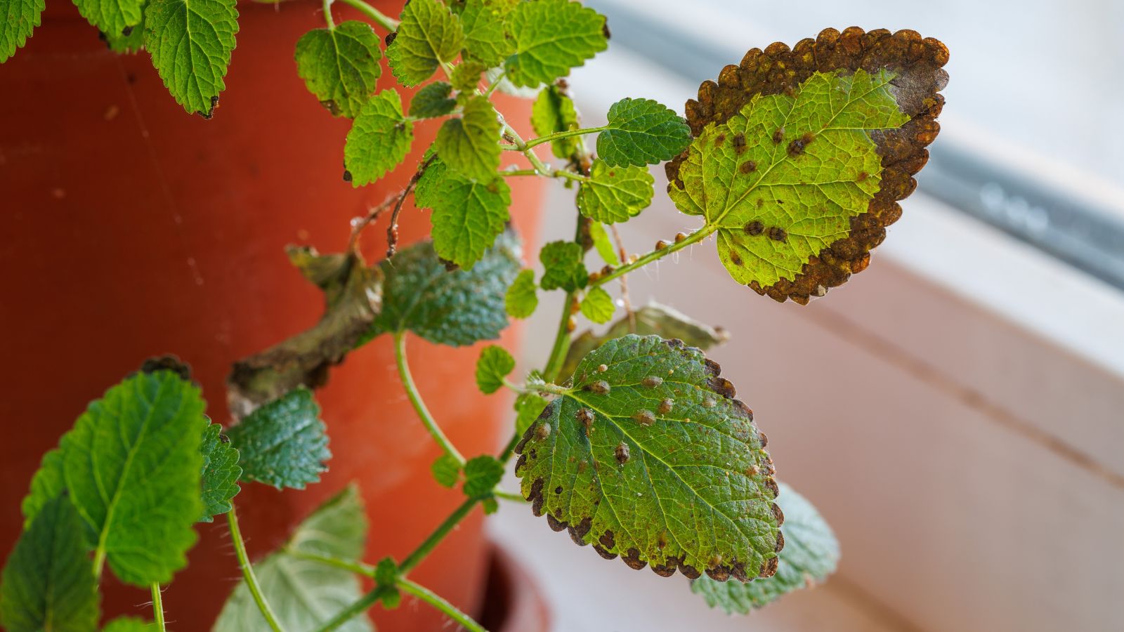 A close-up shot of green diseased leaves of an aromatic herb, with the herb placed in a pot near a window in a well lit area inside