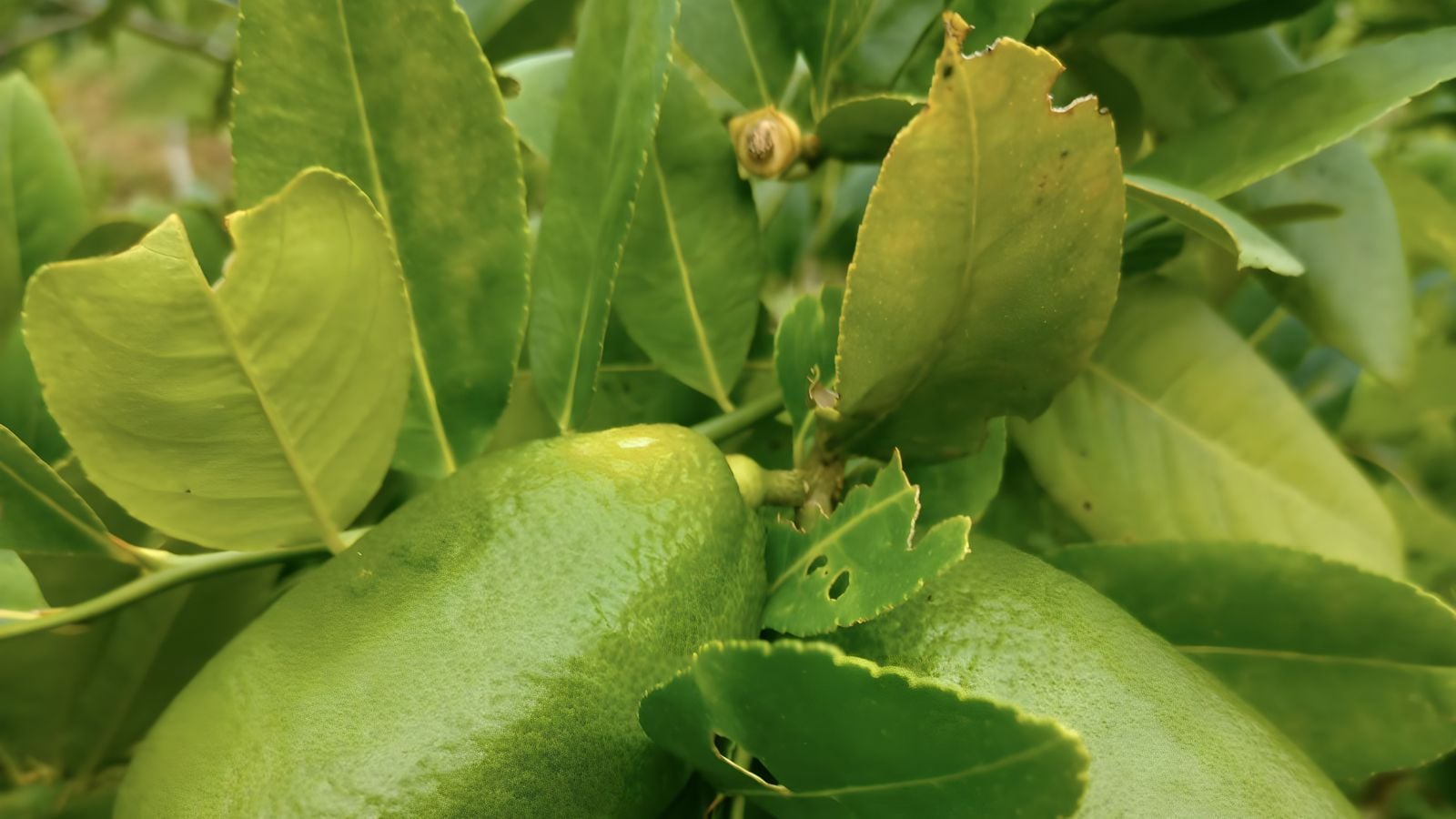 A closeup shot of damaged leaves on a Citrus australasica plant, looking to have yellow discoloration on the bright green plant parts