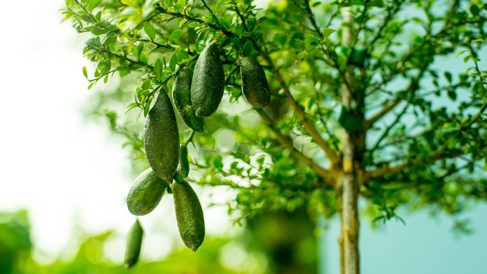 A healthy Citrus australasica tree under the sunlight, appearing to have multiple fruits still appearing green on the branch