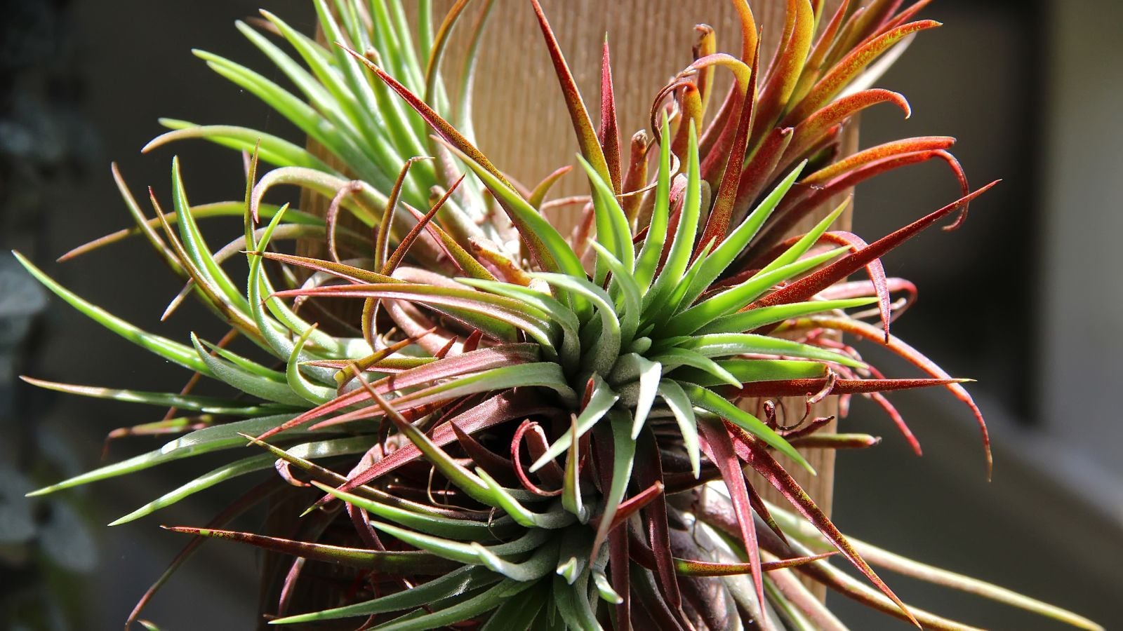A lovely air plant display, using multiple Tillandsia pieces with sturdy long leaves in shades of green and red