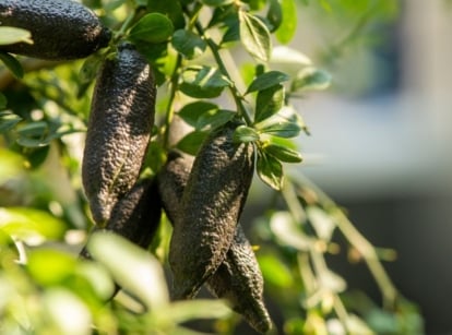 A lovely finger lime tree under bright sunlight, appearing to have deep green foliage with other plants looking blurry in the background