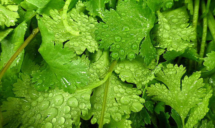 coriander