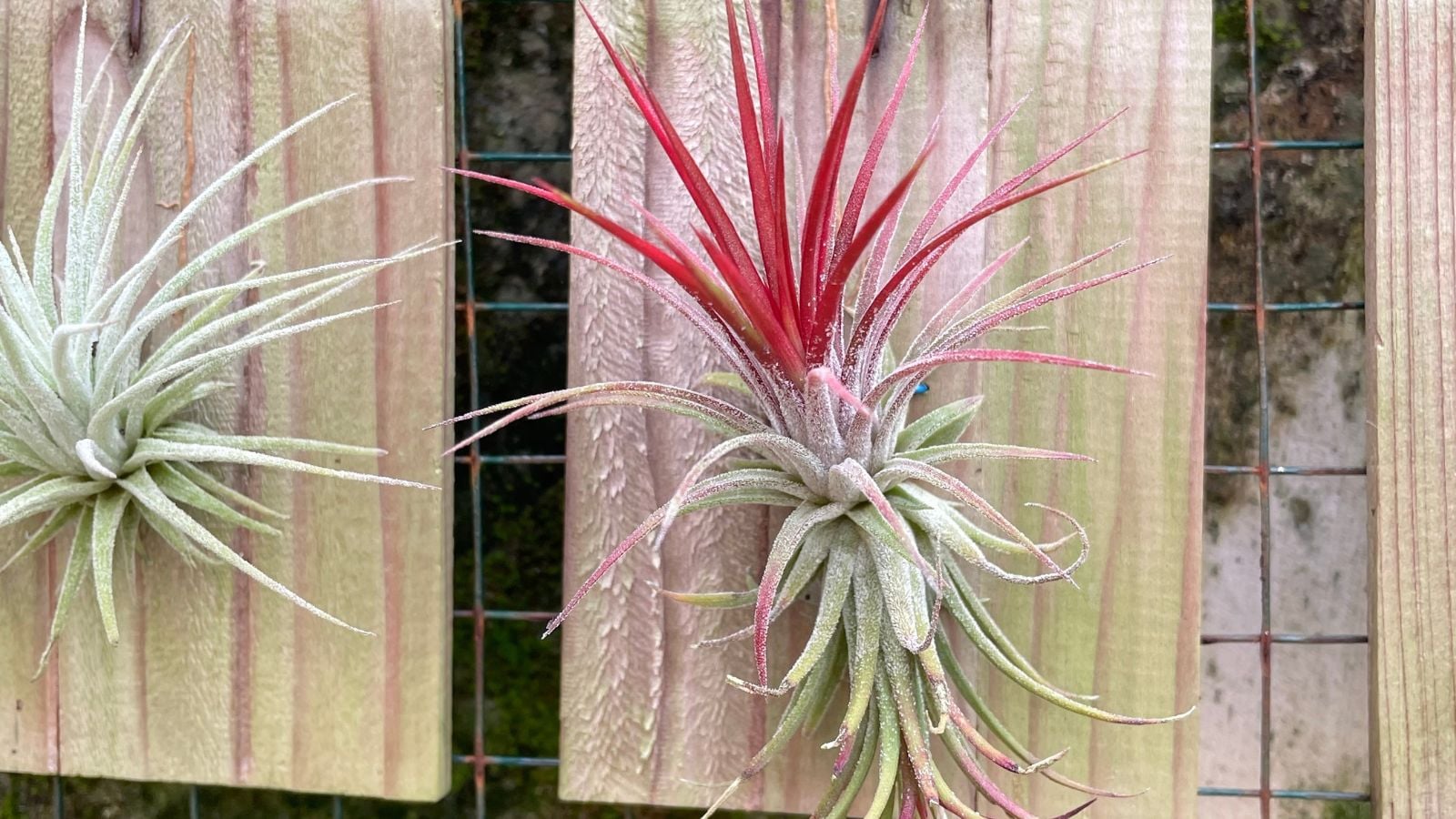 Hanging piece of wood with a plant attached, appearing to have a lovely texture and the plan with pink pieces of leaves