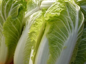 How to grow napa cabbage
