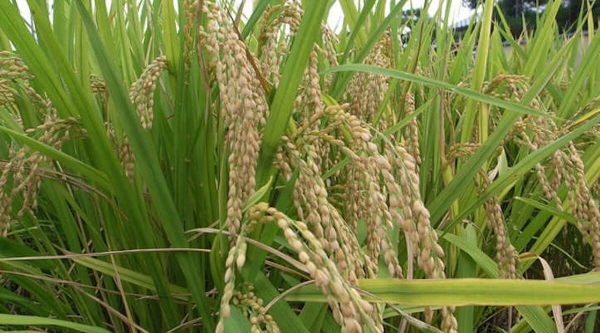 How to Plant, Grow, and Care for Rice