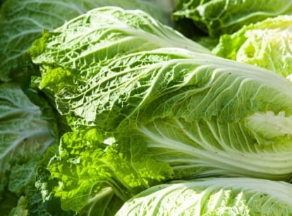 How to grow napa cabbage, showing a pile of crops with bright green leaves placed under the bright and warm sunlight