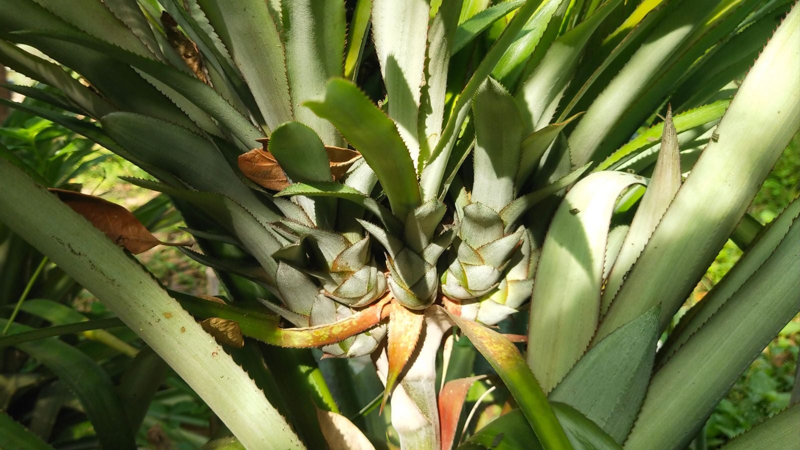 A closeup shot of Ananas comosus centers with multiple suckers, popping from the center of the green and sturdy plant