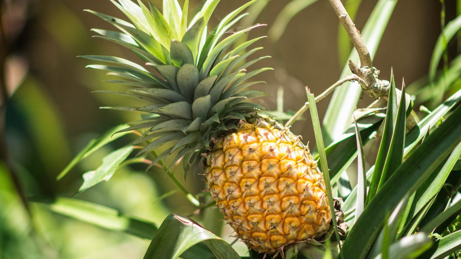 A closeup shot of Ananas comosus with spiky leaves, looking vibrant under the warm sunlight