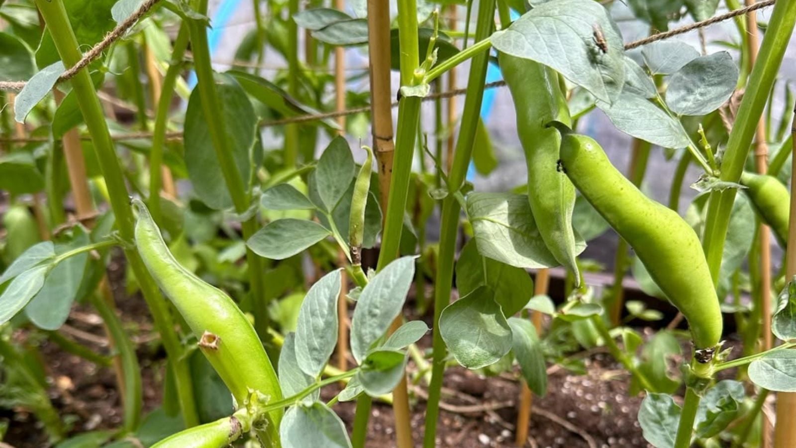 A closeup shot of Vicia faba pods, appearing heavy and plump, being supported by sticks and twine wrapped along the garden bed