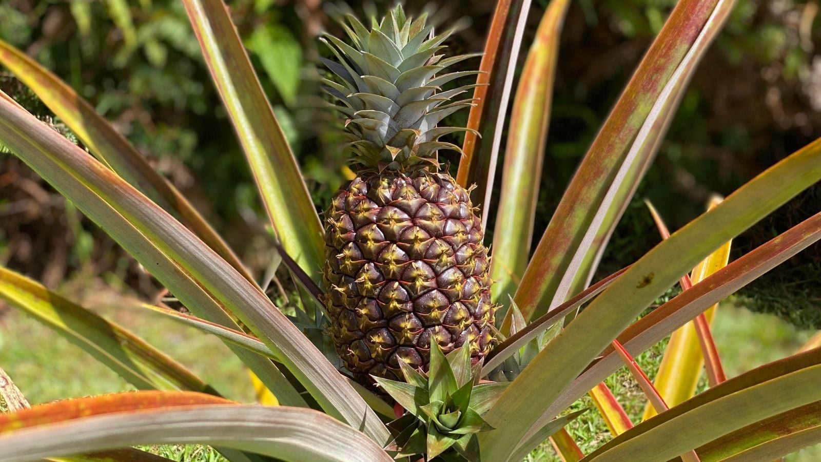 How to grow a pineapple plants with lovely and sturdy leaves, producing a healthy fruit in the center of the plant under warm sunlight
