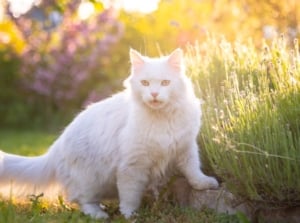 How to keep cats out of garden, showing a feline hanging out near a garden bed with lovely greens placed under the warm sunlight