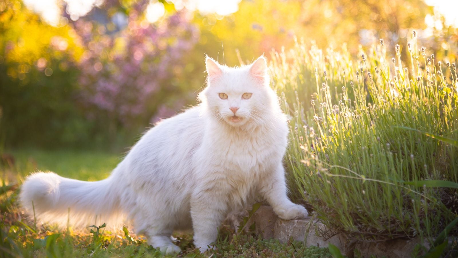 How to keep cats out of garden, showing a feline hanging out near a garden bed with lovely greens placed under the warm sunlight