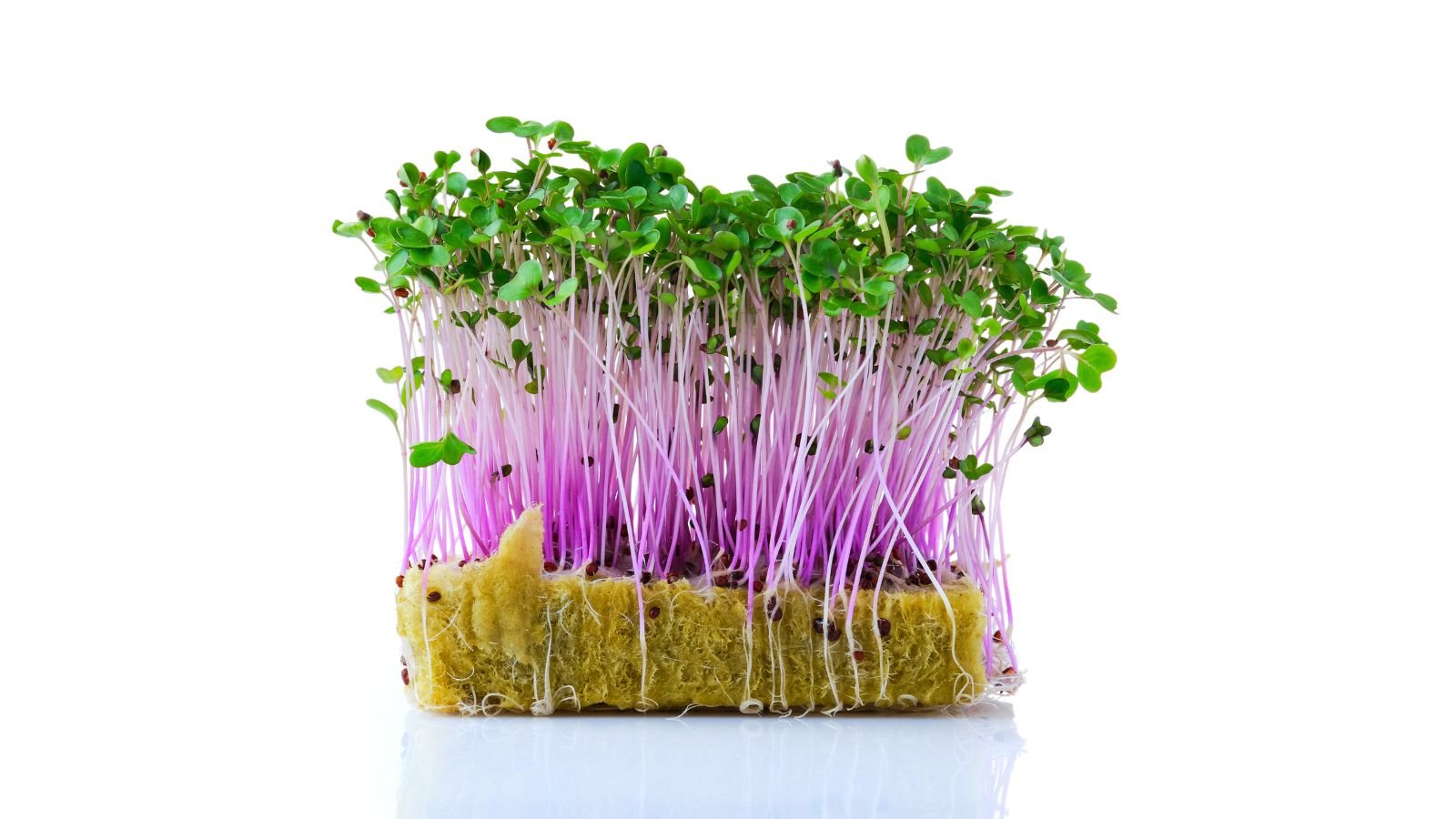 Countless sprouts of kohlrabi microgreens placed on a white surface with a white background