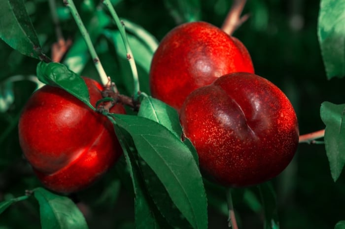 A lovely Nectarine Tree appearing to have multiple round and red fruits with smooth skin, surrounded by deep green leaves under the sunlight