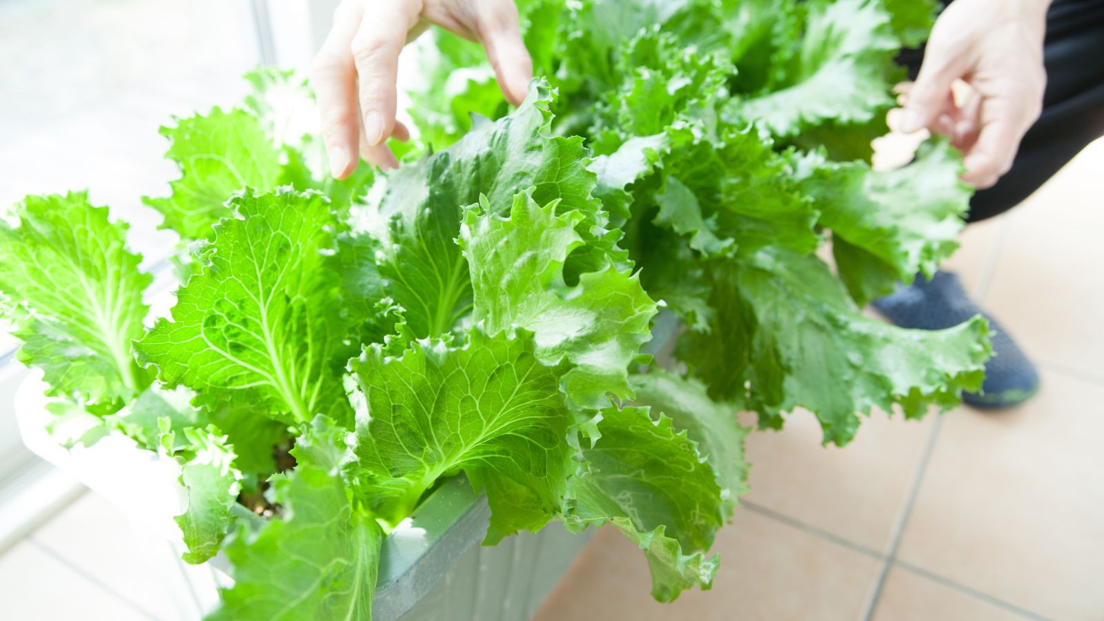 A person using bare hands to touch the leaves, Growing lettuce indoors near a window that lets in abundant sunlight