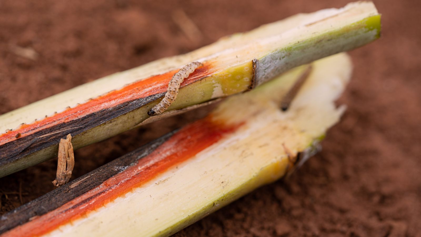 A borer on a cut stalk of Saccharum officinarum placed on dark brown soil with the stalks appearing infested with the insect