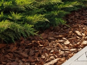 A close-up shot of a garden bed near a stone pathway, with the bed covered in soil amendment, showcasing the best types of mulch