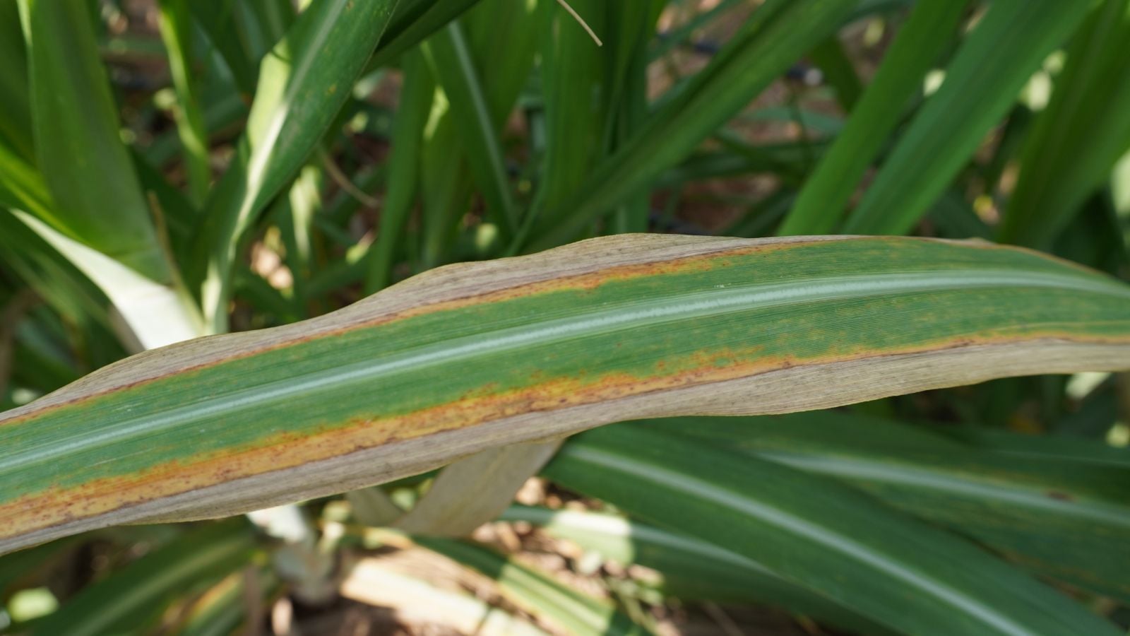 A closeup shot of Saccharum officinarum appearing to have wilt and yellow discoloration, with other healthy and damaged foliage surrounding it