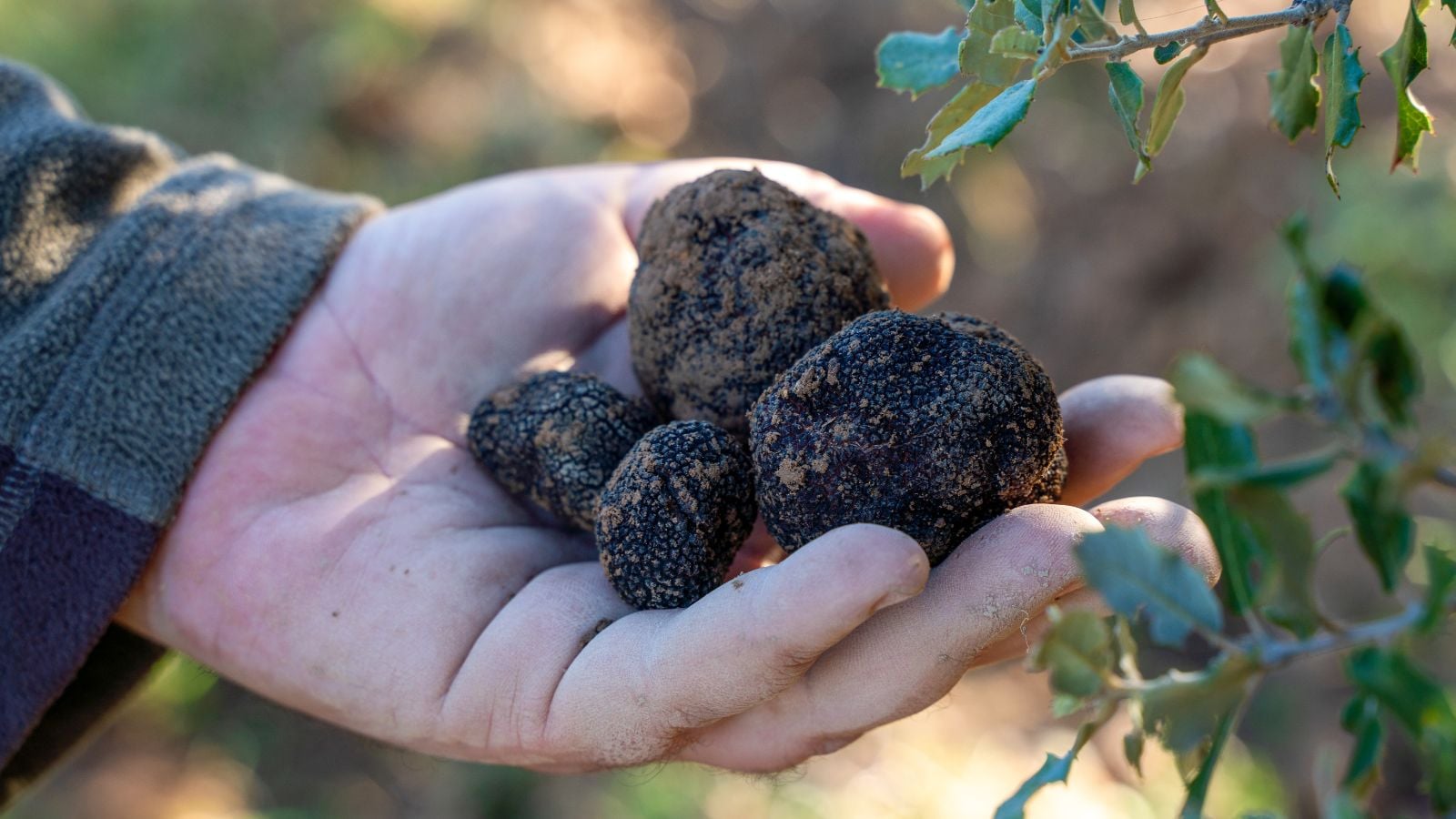 A person holding four Tuber melanosporum pieces in bare hand, surrounded by greens that appear placed somewhere with sunlight