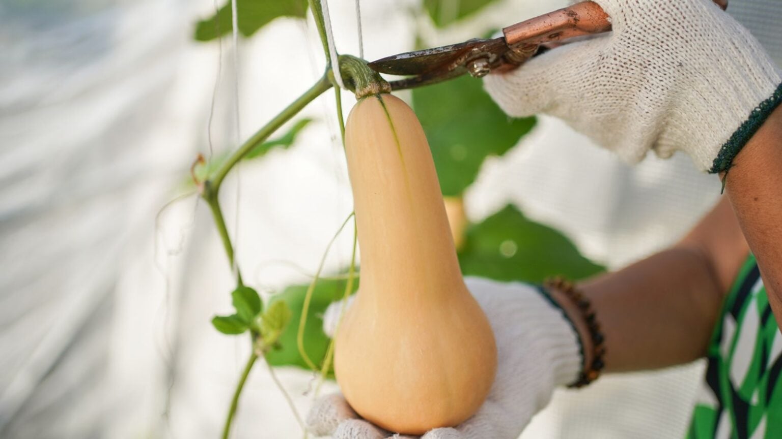 How to Harvest, Cure, and Store Butternut Squash